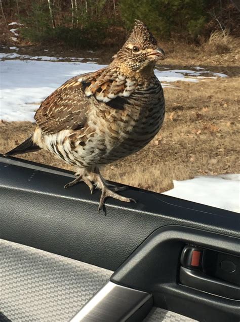 This Adorable Ruffed Grouse Raww