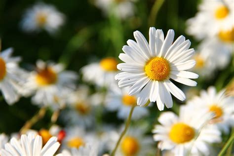 Download the perfect background images. Download Wallpaper Bunga Daisy - Vina Gambar