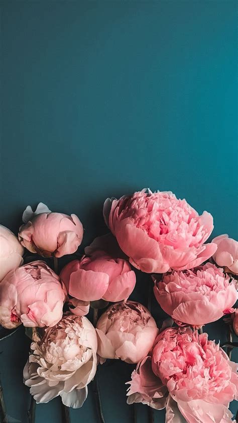 Discover More Than Peony Iphone Wallpaper Latest In Cdgdbentre