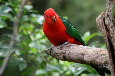 Australian King Parrot Birds In Backyards Birds Of Australia
