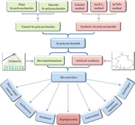 Bioactivities Of Natural And Synthetic Se Polysaccharides Download Scientific Diagram