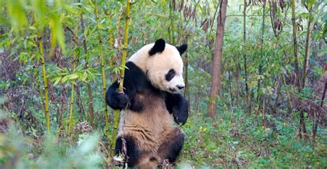 All About Chengdu Panda Breeding Center In China Hello Travel Buzz