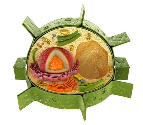 Best Plant Cell Stock Photos Pictures And Royalty Free Images Istock