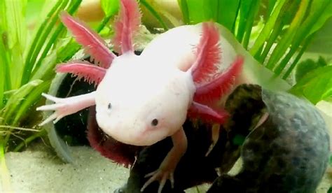 When biologist luis zambrano began his career in the late 1990s, he pictured himself working miles from civilization, maybe discovering new species in some hidden corner of mexico's yucatán peninsula. The 'Smiling' Axolotl Is the Cutest Amphibian Ever!