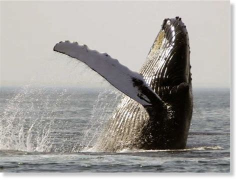 Dead Humpback Whale Found Near Klemtu British Columbia Earth