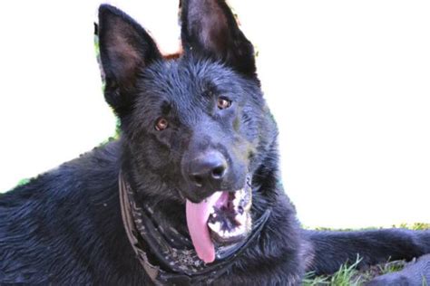 Akc Registered Black German Shepherd Puppies For Sale In Batavia New