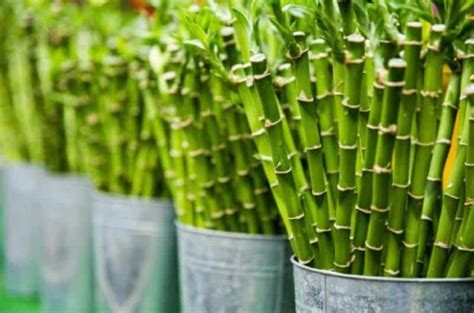 Growing Clumping Bamboo In A Pot Delhi Dudes