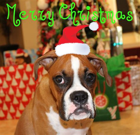 Boxer Dog Christmas Boxer Puppy Boxer Puppy Christmas Boxers Boxer Dogs