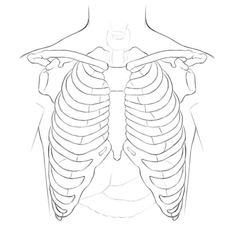 Torso Anatomy Bones Best Rated In Science Education Charts And Posters