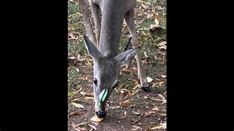 Deer With Arrows Through Heads Shock Charlotte Neighbors Raleigh News