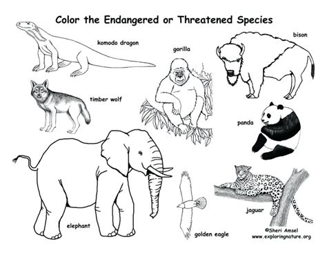 Endangered Animals Drawing at GetDrawings | Free download