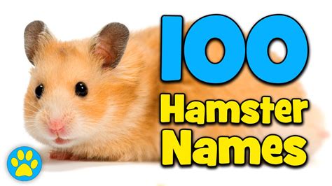 100 Hamster Name Ideas Youtube