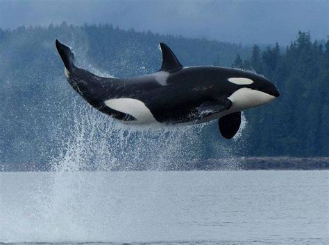 Jumping Orca Orcas Animales Feroces Criaturas Del Océano