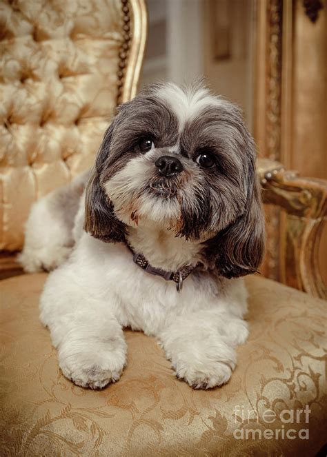 Fluffy Shih Tzu Dog Sitting On Chair Photograph By Amanda Elwell Pixels