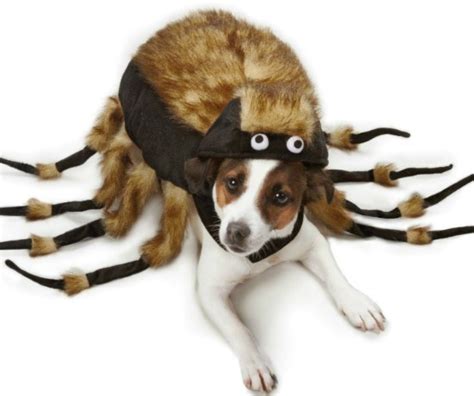 The 10 Best Dog Costumes Endlessly Inspired
