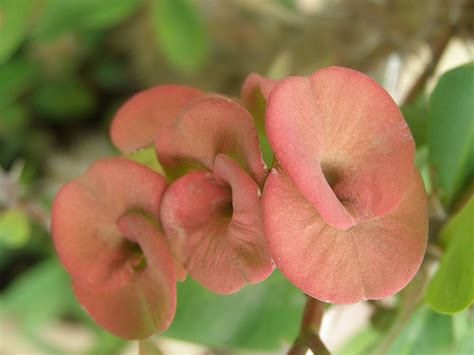 Download and use 100,000+ beautiful flowers stock photos for free. Guinness World Records: 2011-08-07