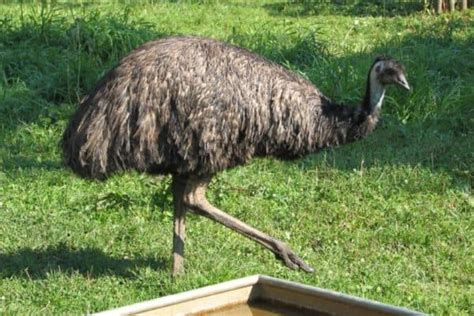 Emu Bird Facts Dromaius Novaehollandiae Az Animals