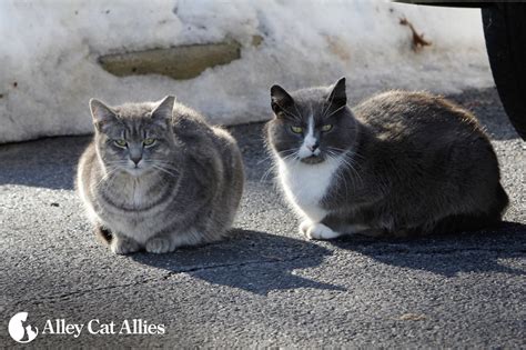 Ten Winter Weather Tips For Outdoor Cats Alley Cat Allies