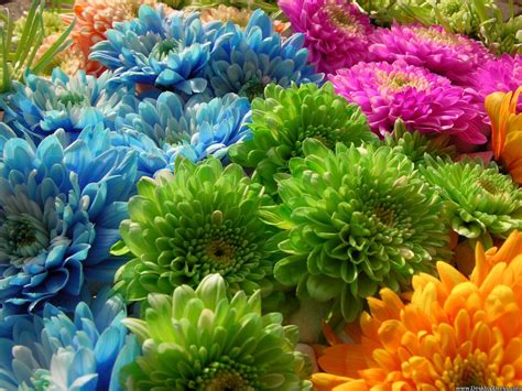 Desktop Wallpapers Flowers Backgrounds Green And Blue