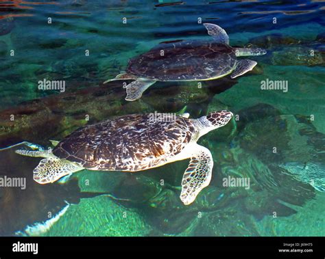 Turtle Turtles Tortoise Turtles Turtle Swimming Swam Swim Fins Shells