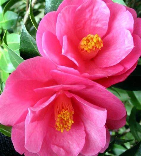 Pink Camellia With Yellow Stamens