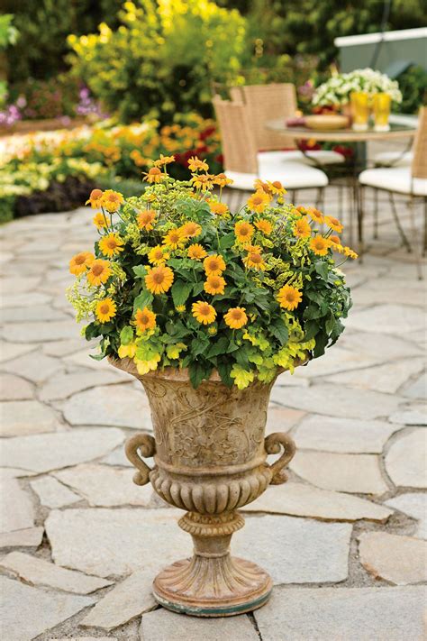 Tuscan Sun Perennial Sunflower Heliopsis Container Plants