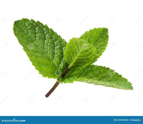 Fresh Peppermint Leaves Isolated On White Stock Photo Image Of