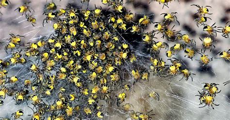 Millions Of Exploding Yellow Baby Spiders Invade Britain Irish