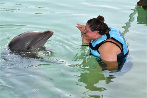 Cayos De Florida Nado Con Delfines En Cayo Pato Getyourguide