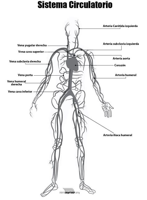 Sistema Circulatorio Para Imprimir En Pdf 2022 Porn Sex Picture