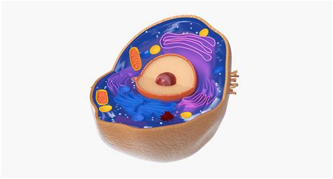 Typical Animal Cell 3d Model Turbosquid 1244825