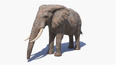 Elephant 3d Model Turbosquid 1571059