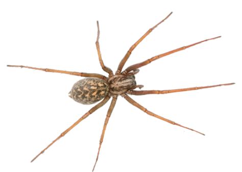 What Is A Hobo Spider