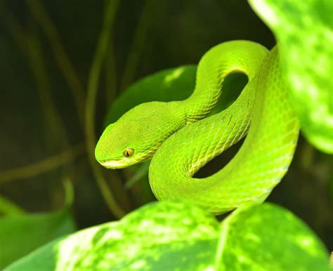 Hd Wallpaper Green Buschviper Atheris Squamigera Bush Vipers Snake
