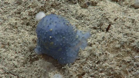 Mysterious Blue Goo Sea Creature Found In Caribbean Baffles