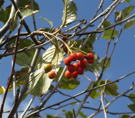 Autumn berries of Sorbus aria Lutescens | Aria, Berries, Tree