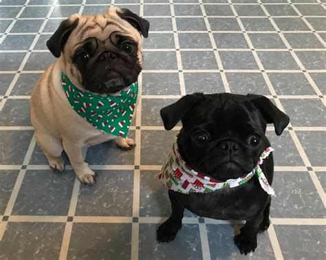 Good Day Every One A Message From These Two Adorable Pugs Baby Pug Dog