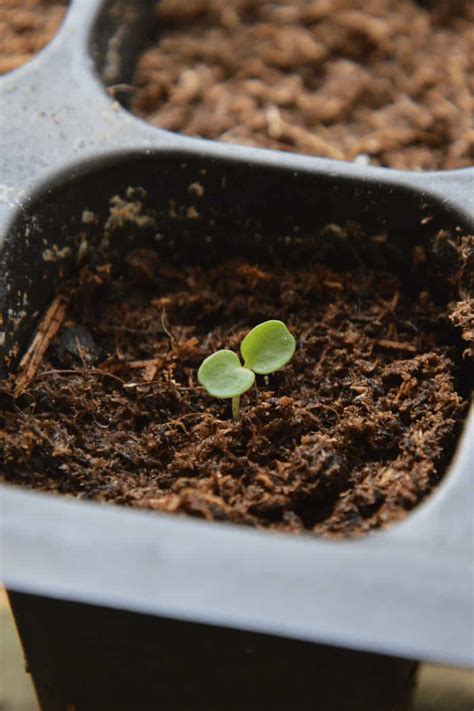 When To Transplant Seedlings In Hydroponics The Answer