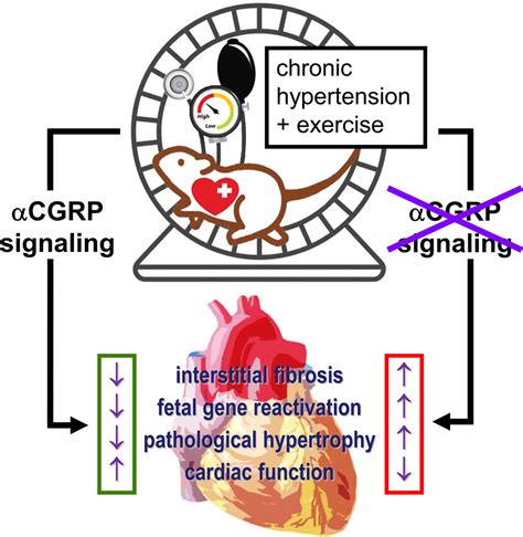 Blood Pressure NormalizationIndependent Cardioprotective Effects Of