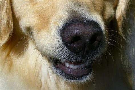 Common Dog Nose Skin Diseases Nasal Skin Problems