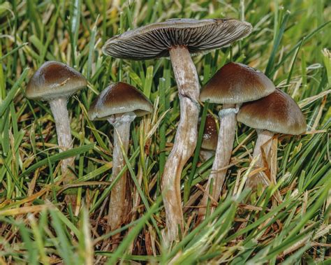 Psilocybe Cubensis And Other Types Of Magic Mushrooms You Should Know