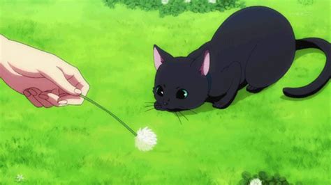 Kuppuru Anime Anime Cat Cat Aesthetic