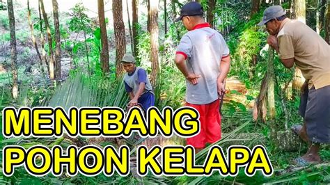 Air laut yang tenang menambah keindahan pantai tersebut. Menebang pohon kelapa di hutan belantara dan mencari umbut ...