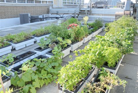 A Guide To Urban Gardening Learning Centerlearning Center