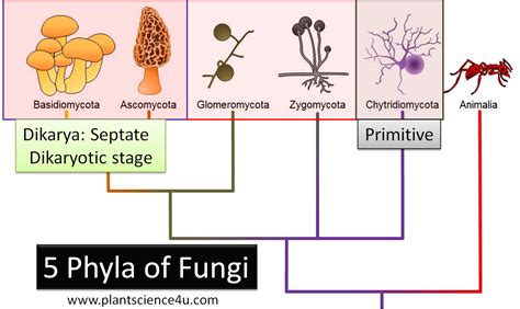 Classification Of Fungi Into 5 Phyla Flow Chart With Examples