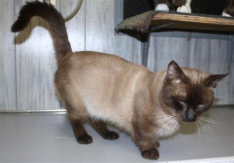 Siamese Male Munchkin Ready For A Forever Home For Sale In