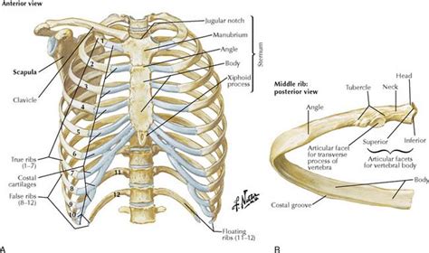 In the anatomical position, the angles align with the medial border of the scapula. Diagram Of Ribs And Sternum - General Wiring Diagram