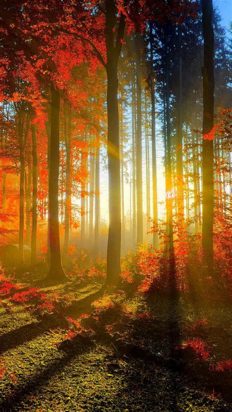 🔥 Download Iphone Wallpaper Hd Autumn Forest Background By Jameshall