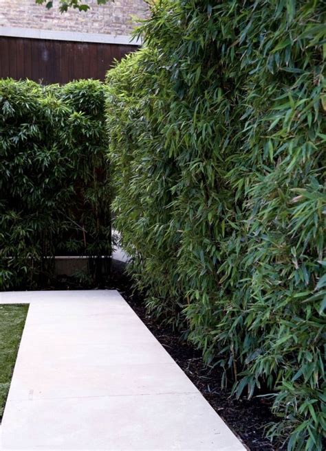 Pin By Franky Chan On Home Ideas Garden Hedges Bamboo Landscape
