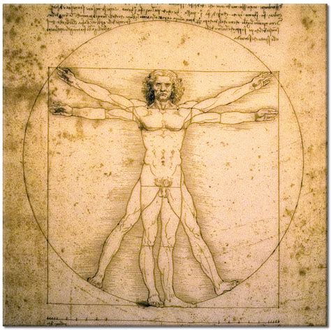 Tablou Canvas Omul Vitruvian Al Lui Leonardo Da Vinci